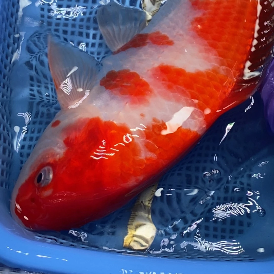 锦鲤冷水锦鲤包邮