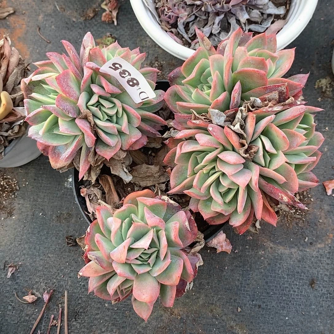 丝*835绮罗多肉植物