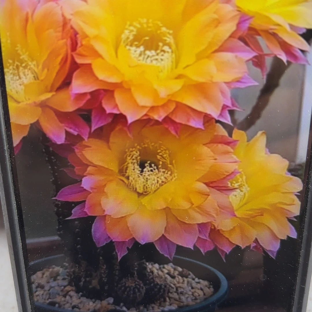 激流彩侧牙20包邮仙人球37