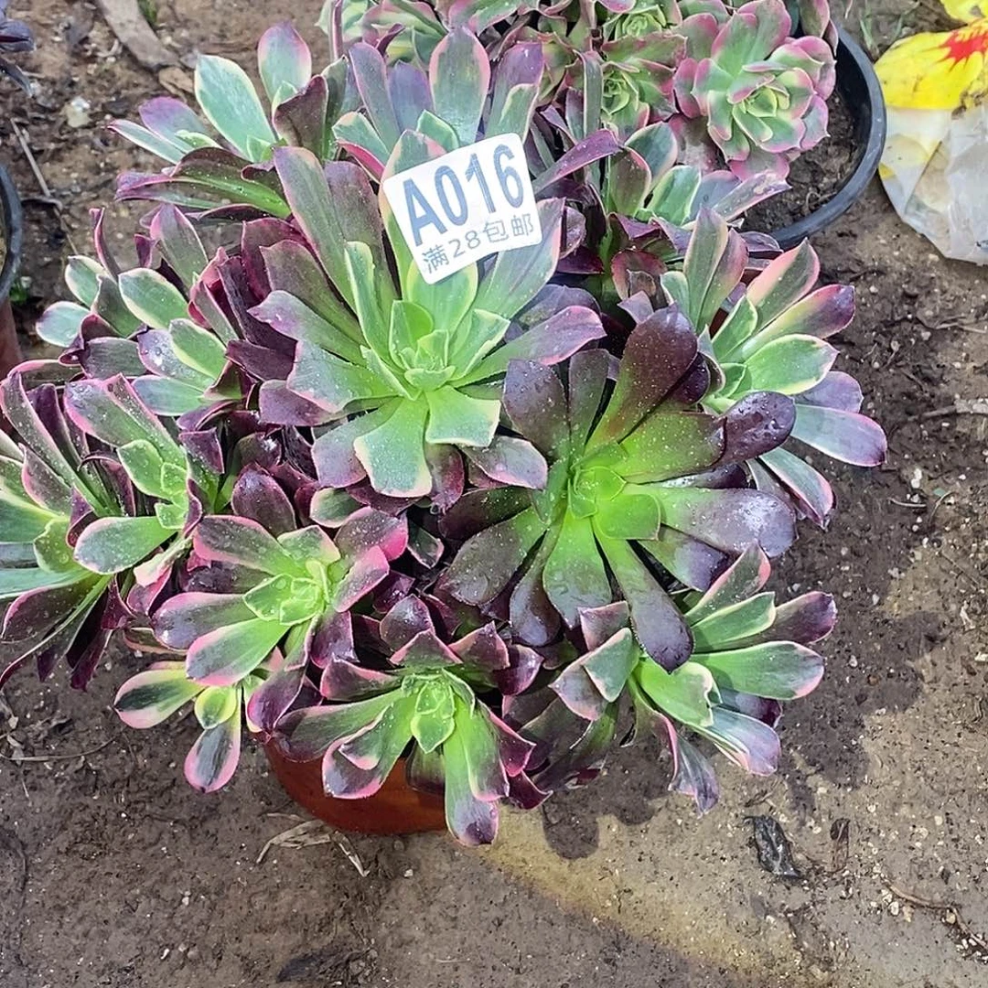 冷***知16 多肉植物不包断枝