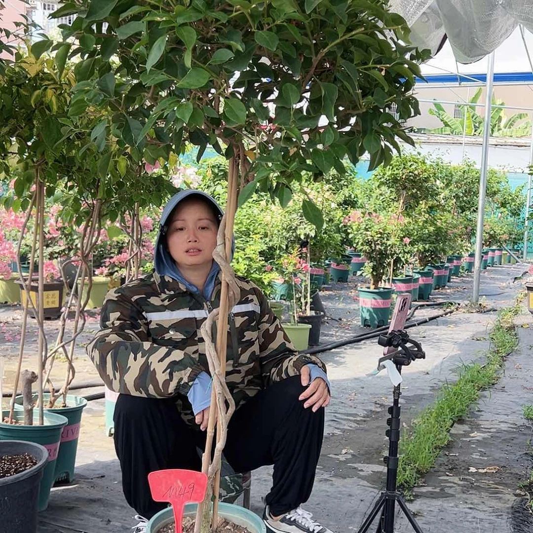 大部分开放少量花苞M49卡亚塔原生桩