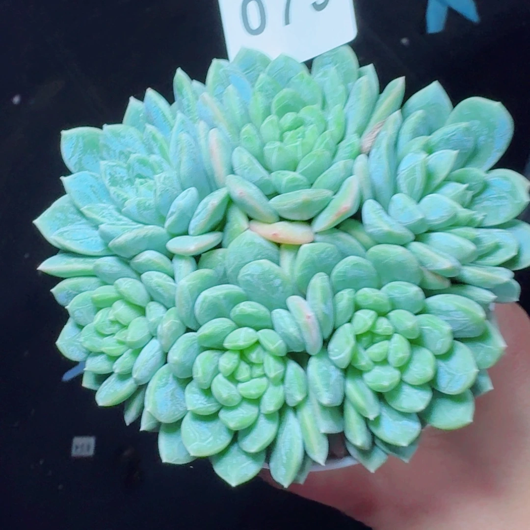 百达翡翠            精美多肉植物