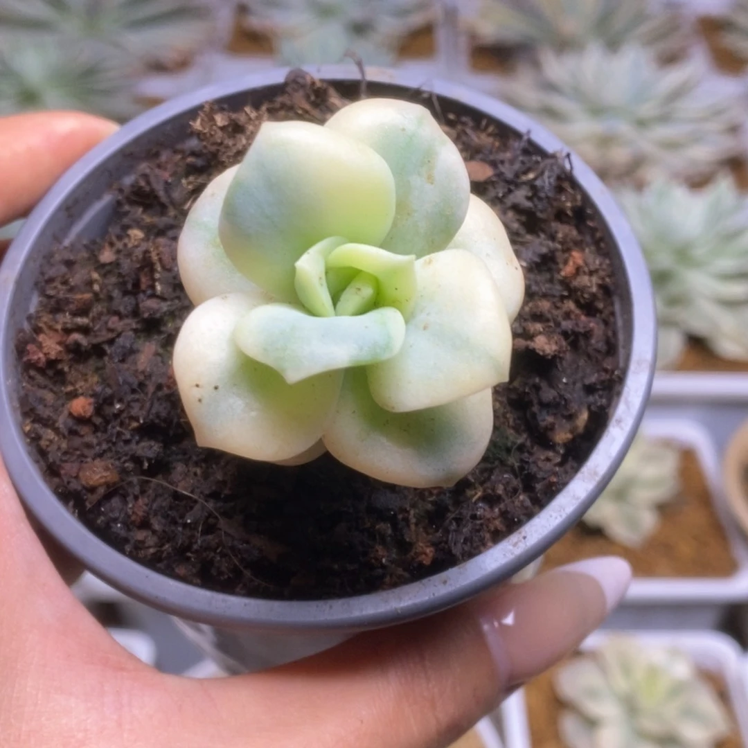 012锦锦锦锦锦锦锦锦锦锦