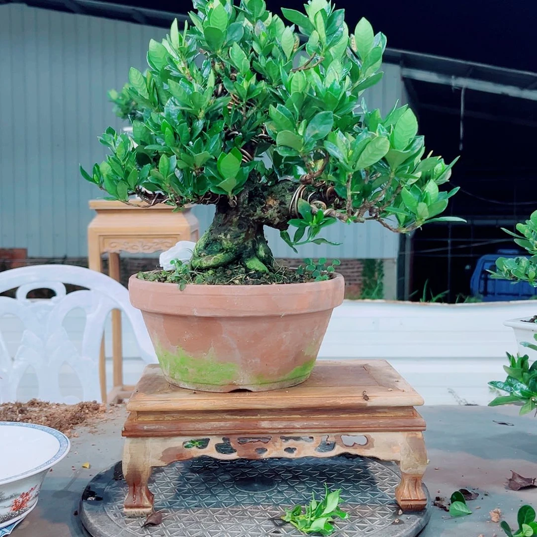 ****一寸法师栀子花花花