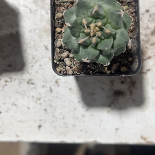 泉*实生赤花娇丽467788