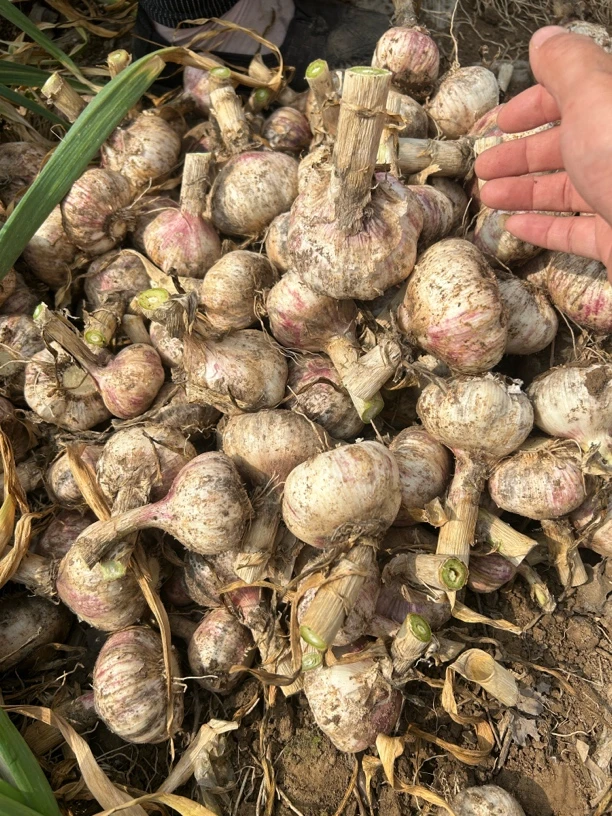 河南现挖新鲜紫白皮大蒜