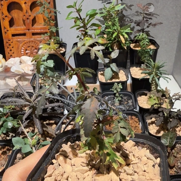 实生小叶阿瑞斯裂榄一物一拍