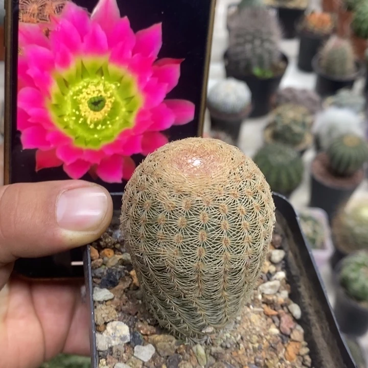 三光虾特价福利包邮