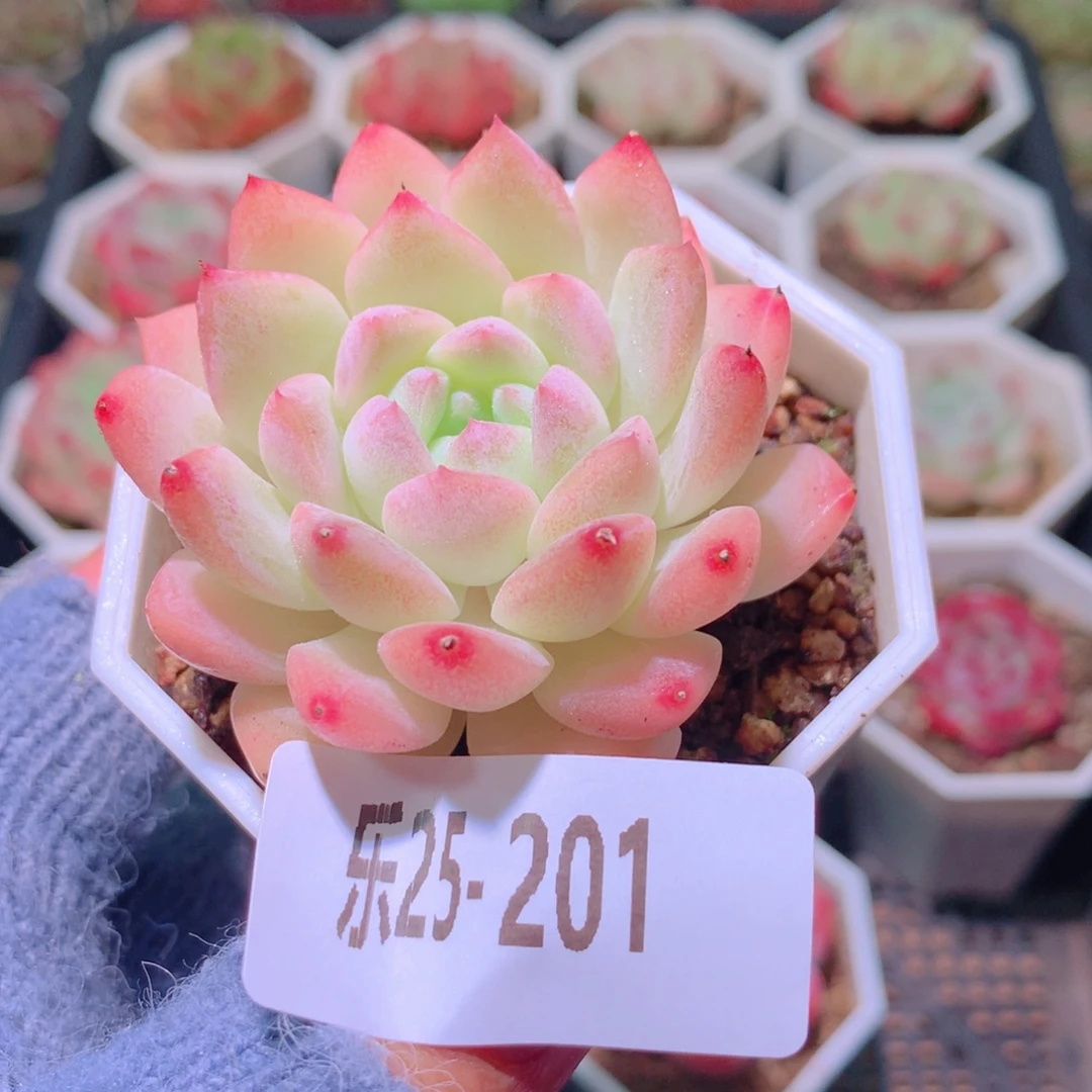 乐然25-201 明月心