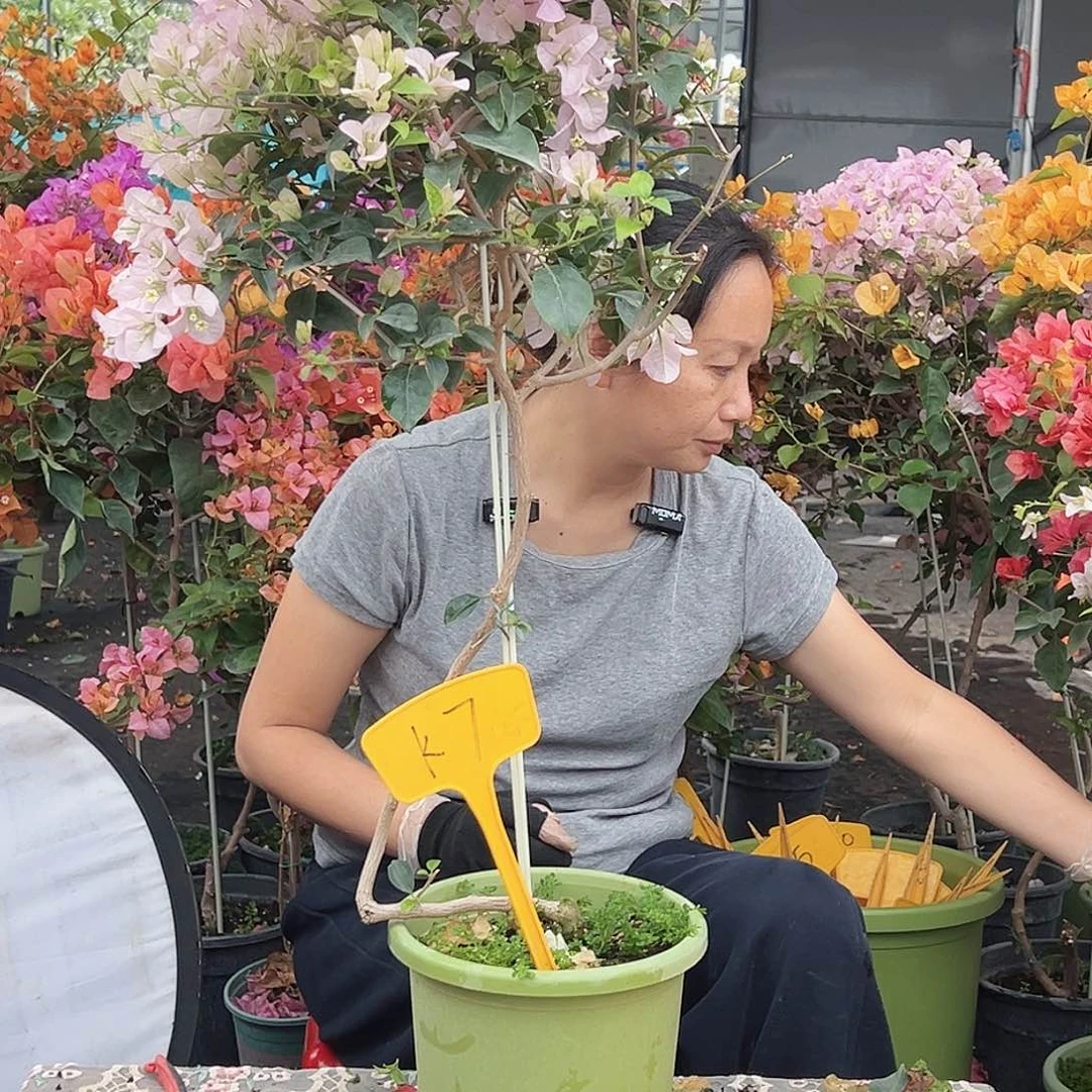 飞***玉大部分花苞少量开放K7苹果花