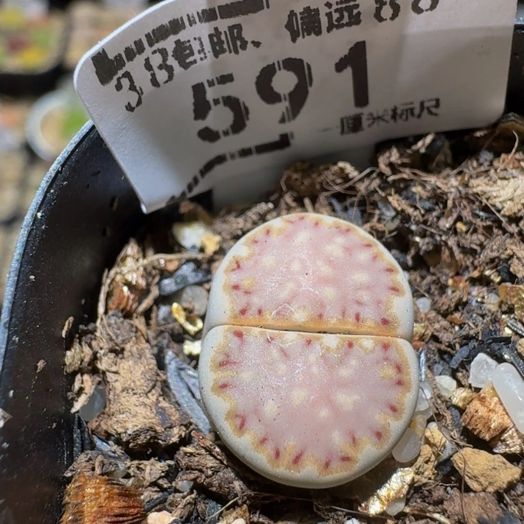 Ssss精品生石花591