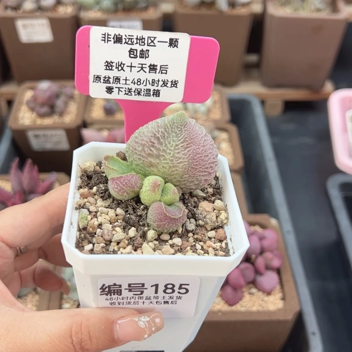 185巨猪宝多肉植物