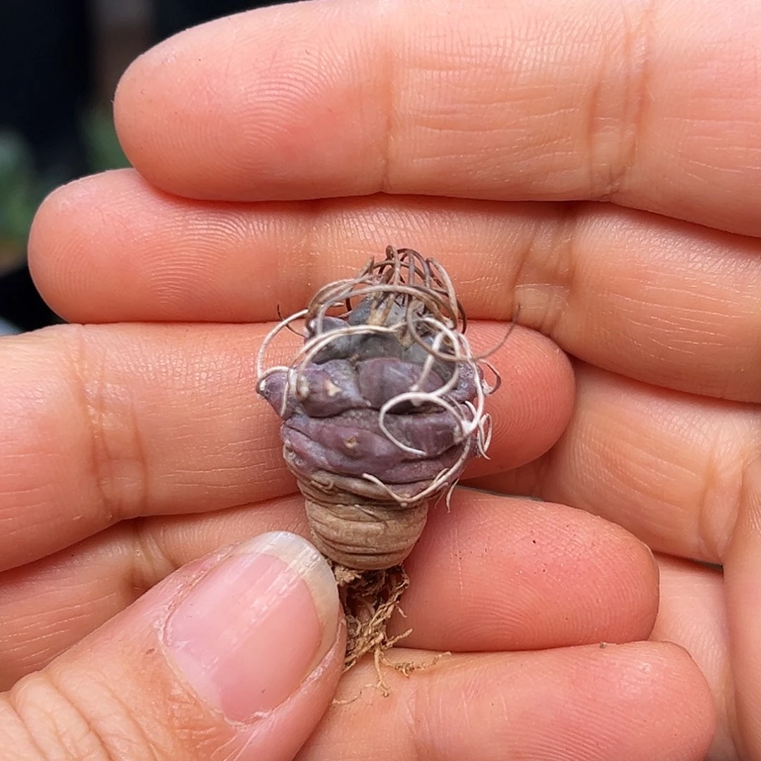 熊***熊狂刺紫肌牙城丸娇丽实生