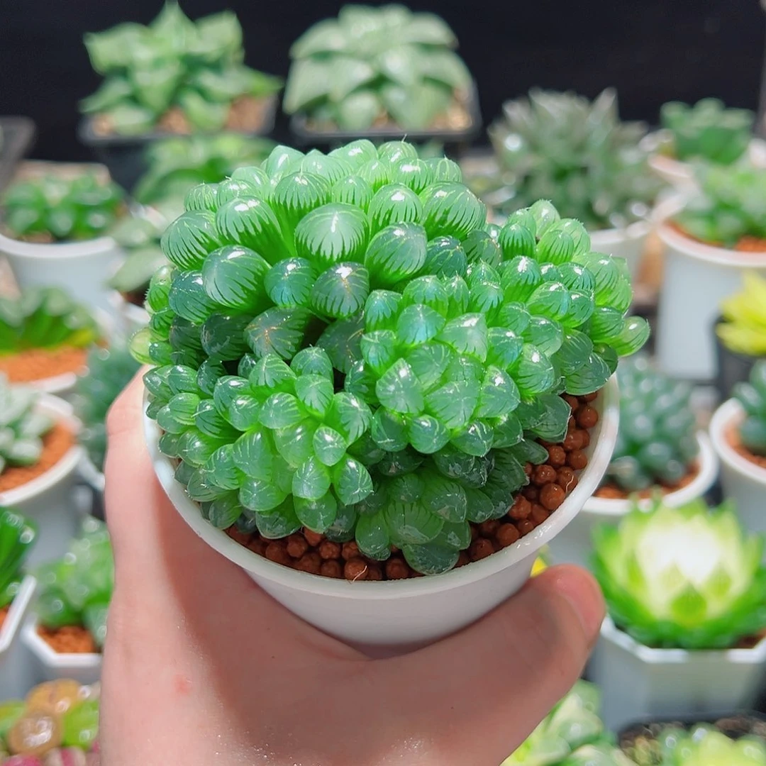 粉姬玉露群多肉多肉多肉