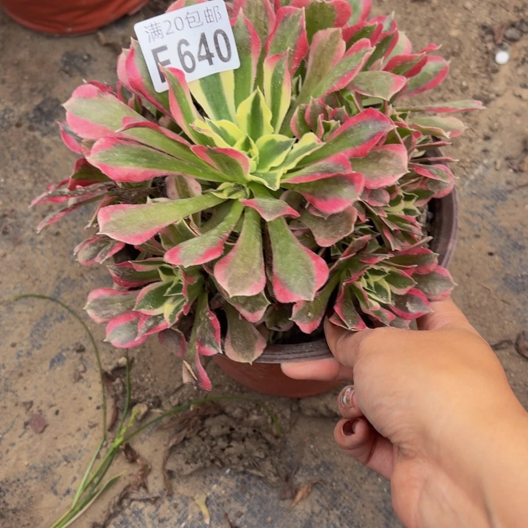 640多肉植物捧花的@ @