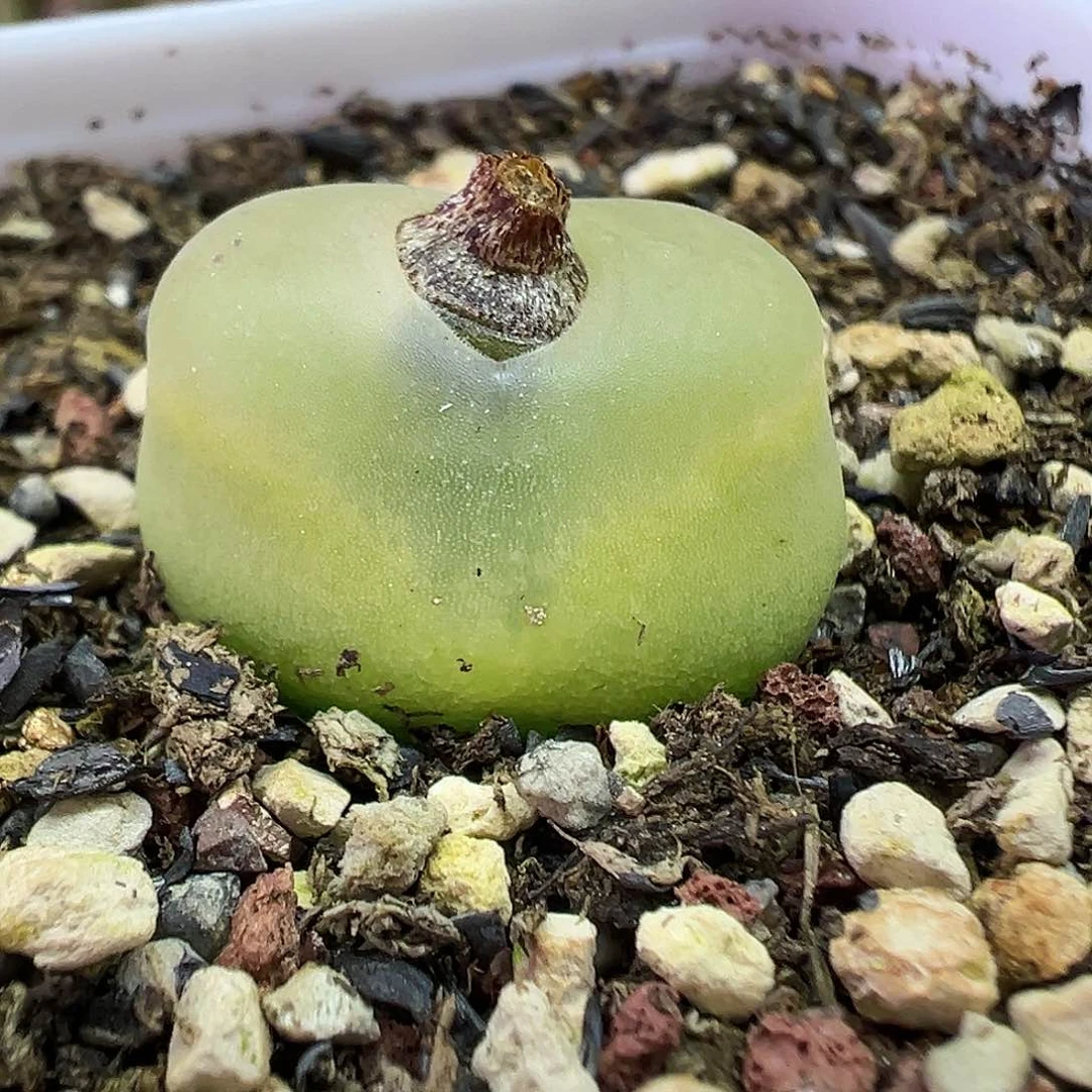 597欧泡带盆土发货