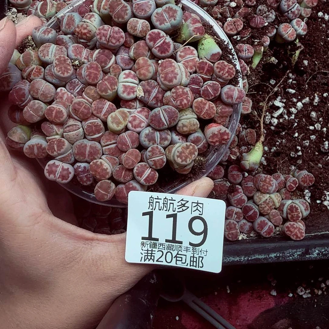 «***.你说了一堆不好听啊什么119