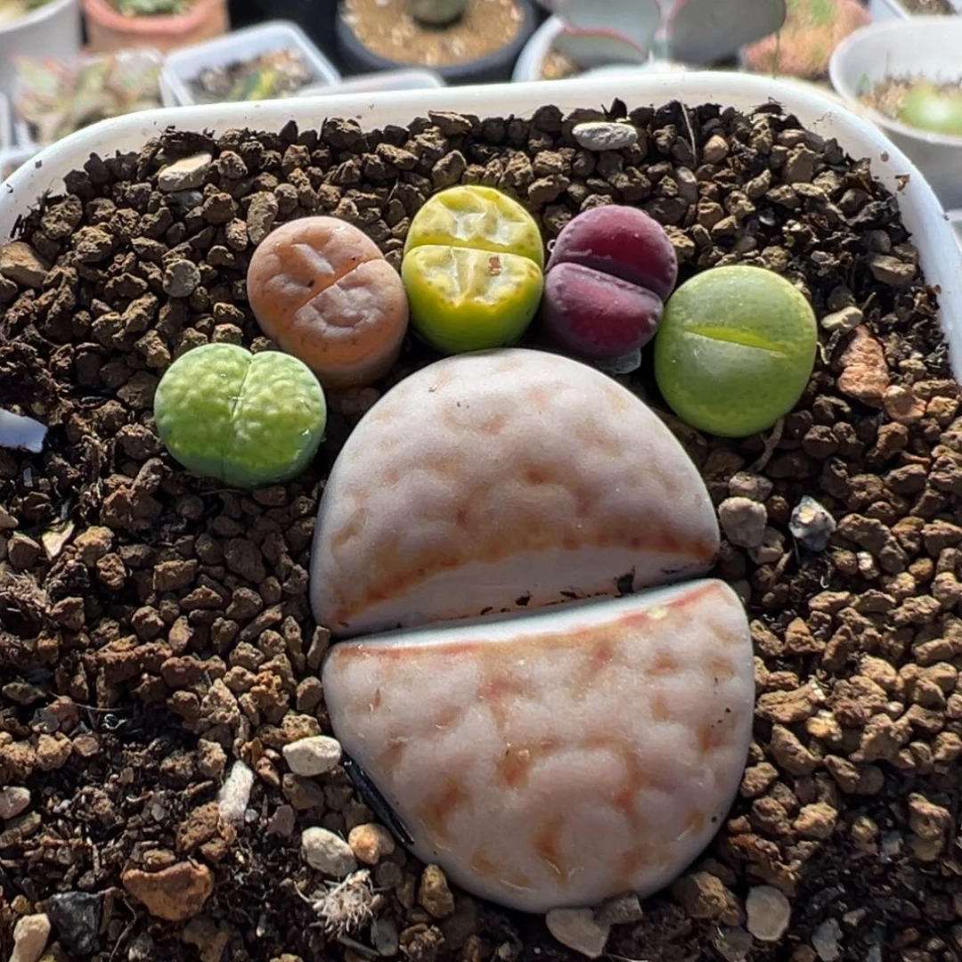 36多肉植物百科植物