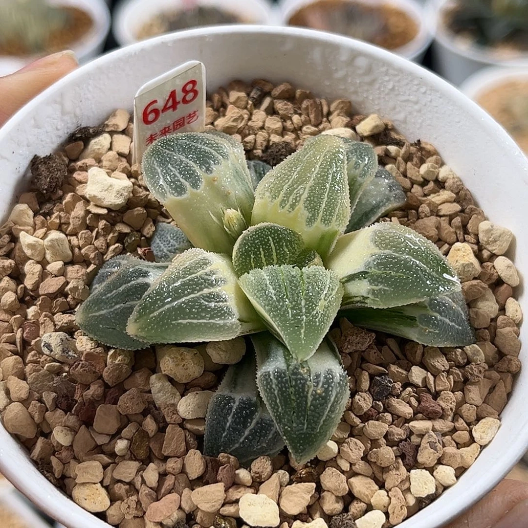 648糊斑磨面寿锦福利福利