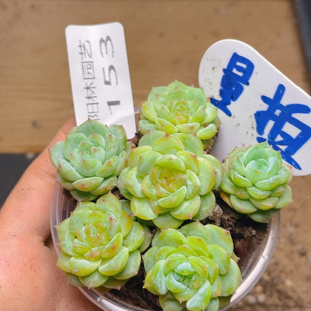 量拍多肉植物多肉植物153