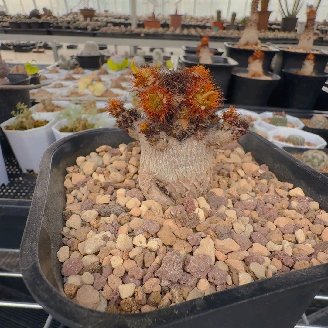 阿**芯555象鼻大戟带盆发货