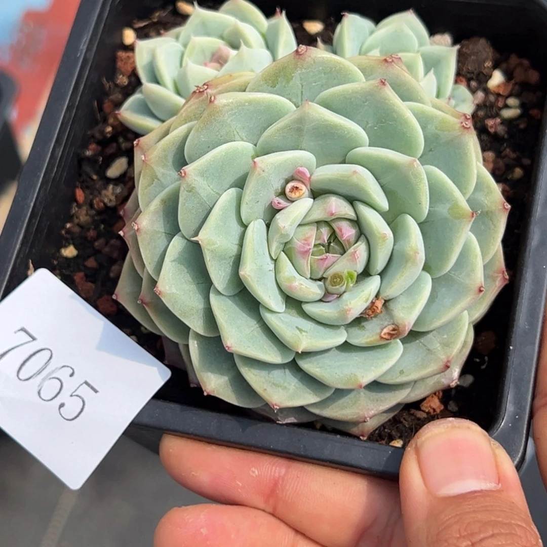 杰*7065多肉多多多多多