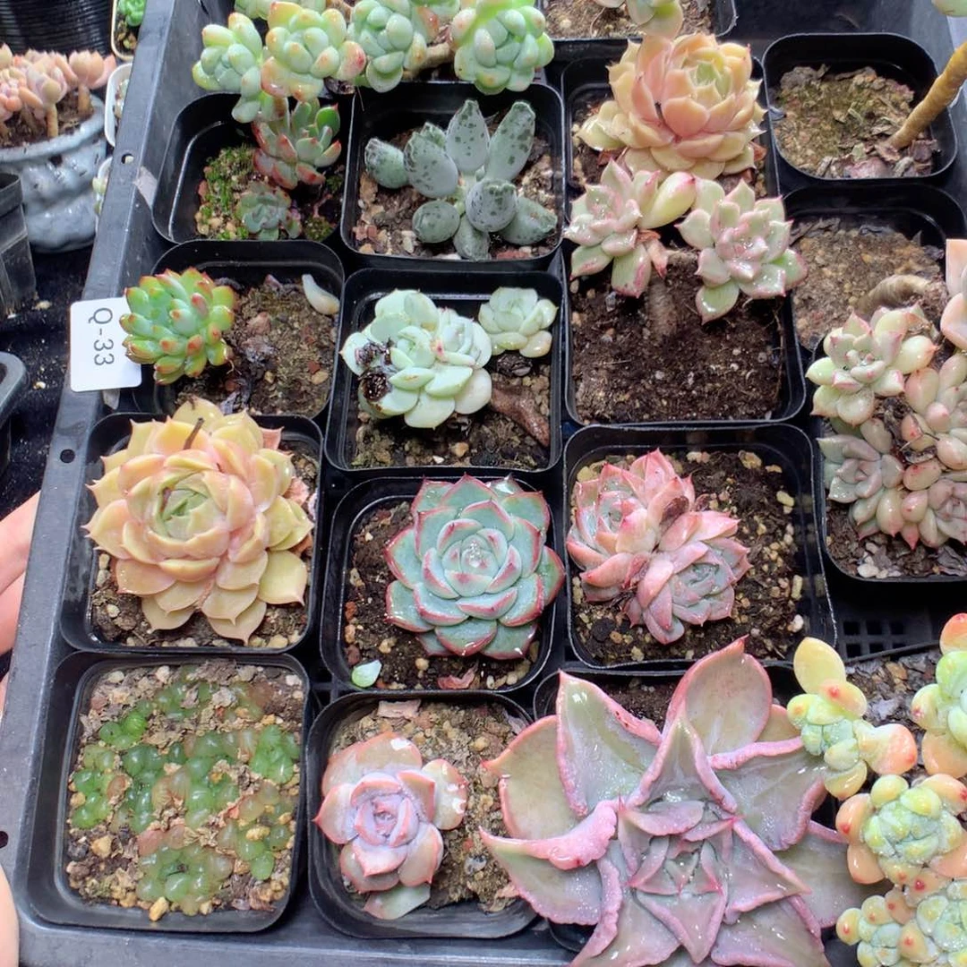 无花朵Q33月英语英语英语英语英语英语