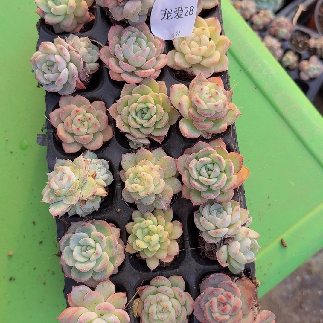 直播福利一物一拍28