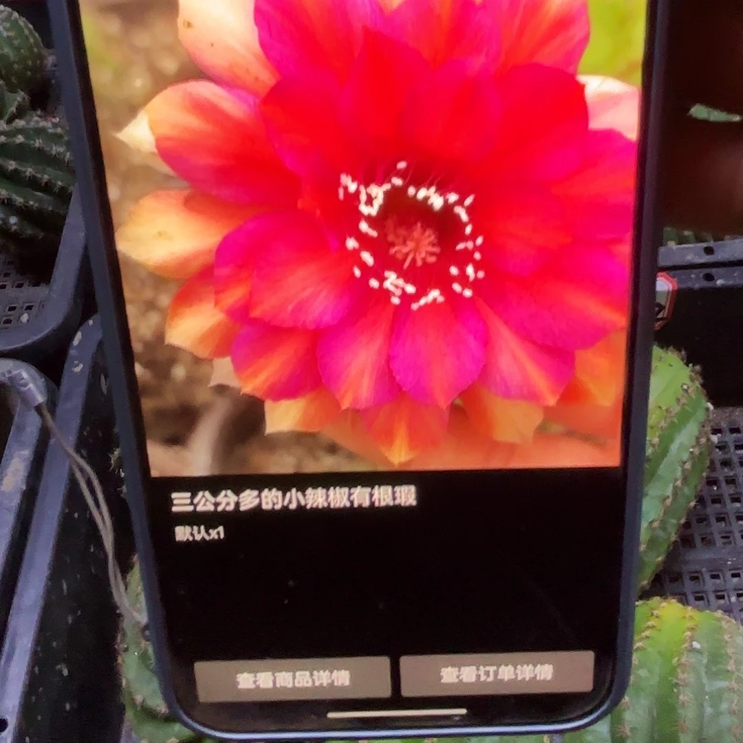 小辣椒无根侧牙四公分56