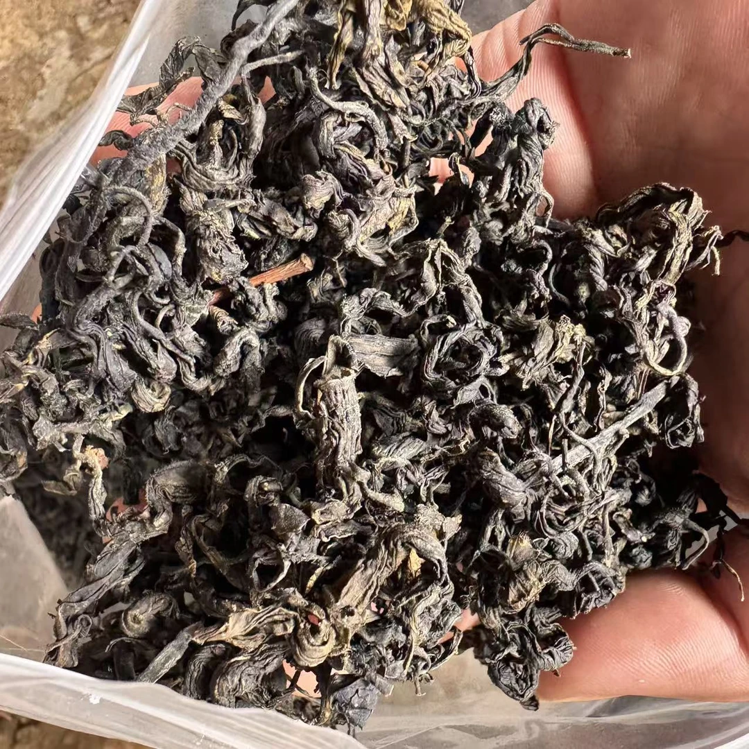 云南深山好物--肾津茶