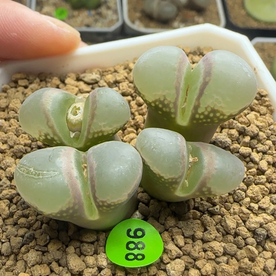 漂漂亮亮多肉植物988