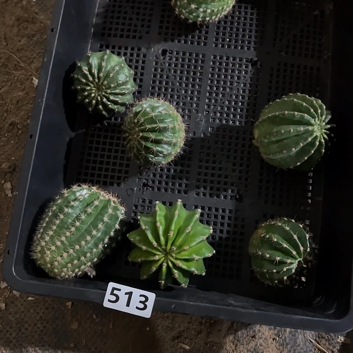 513品种侧芽7个无售后
