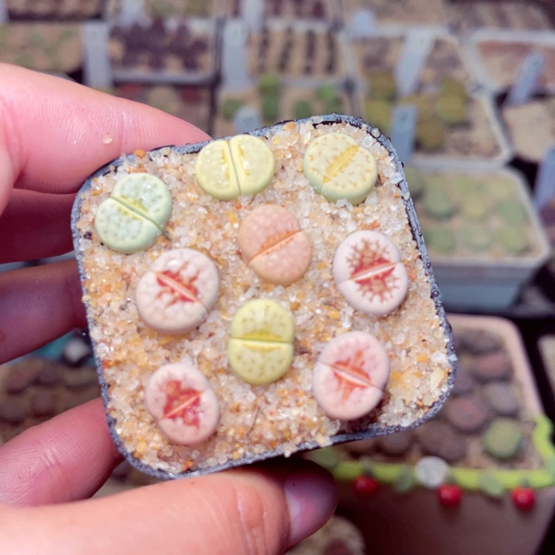 258号带盆包邮发货