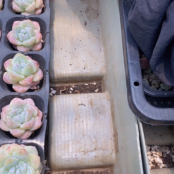 ?**放112 多肉植物盆栽花卉植物