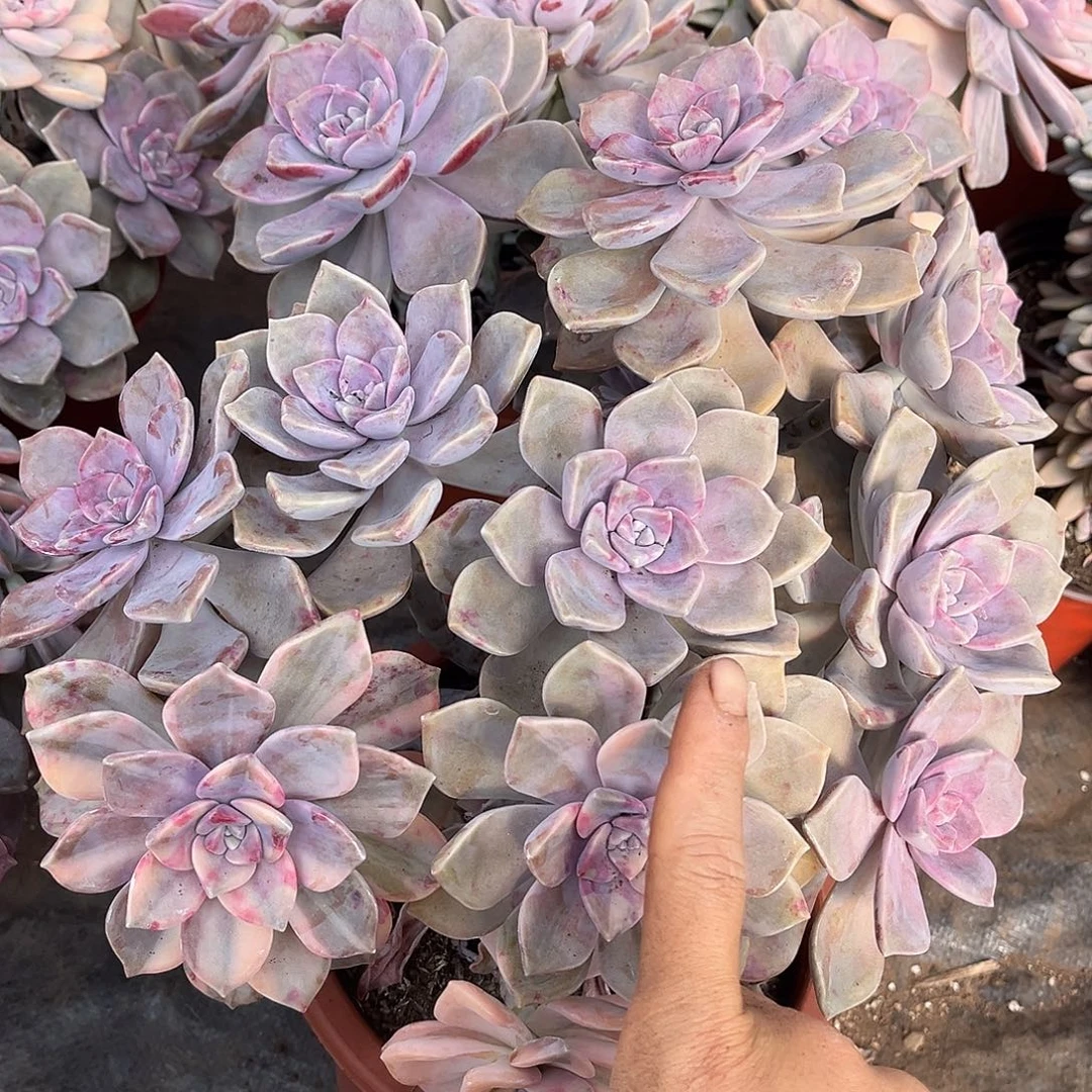 紫乐景2头景19.99多肉植物