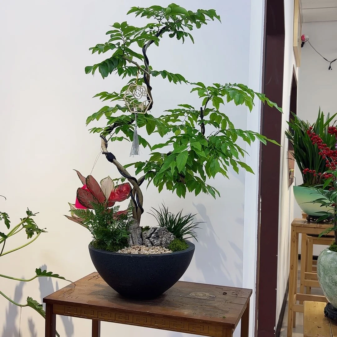 无花朵N**i高端盆景一物一拍