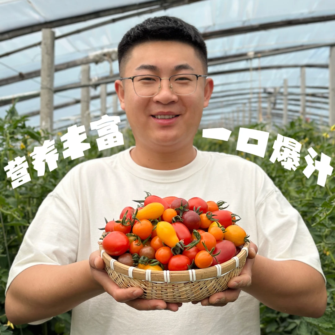 彩色小柿子混合装现摘现发酸甜可口低卡水果小番茄三斤装