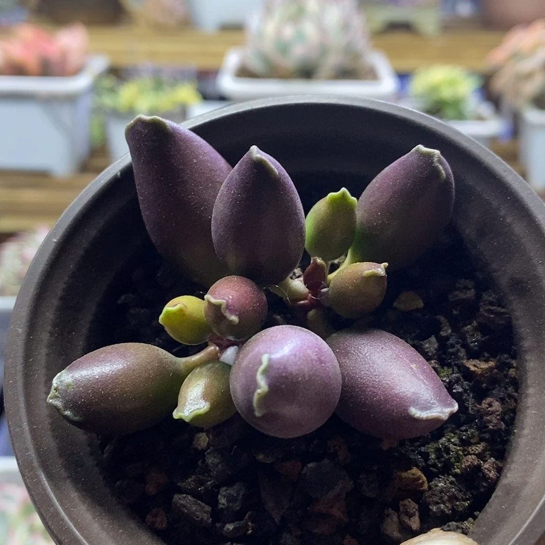 1530 水泡紫海豹双头