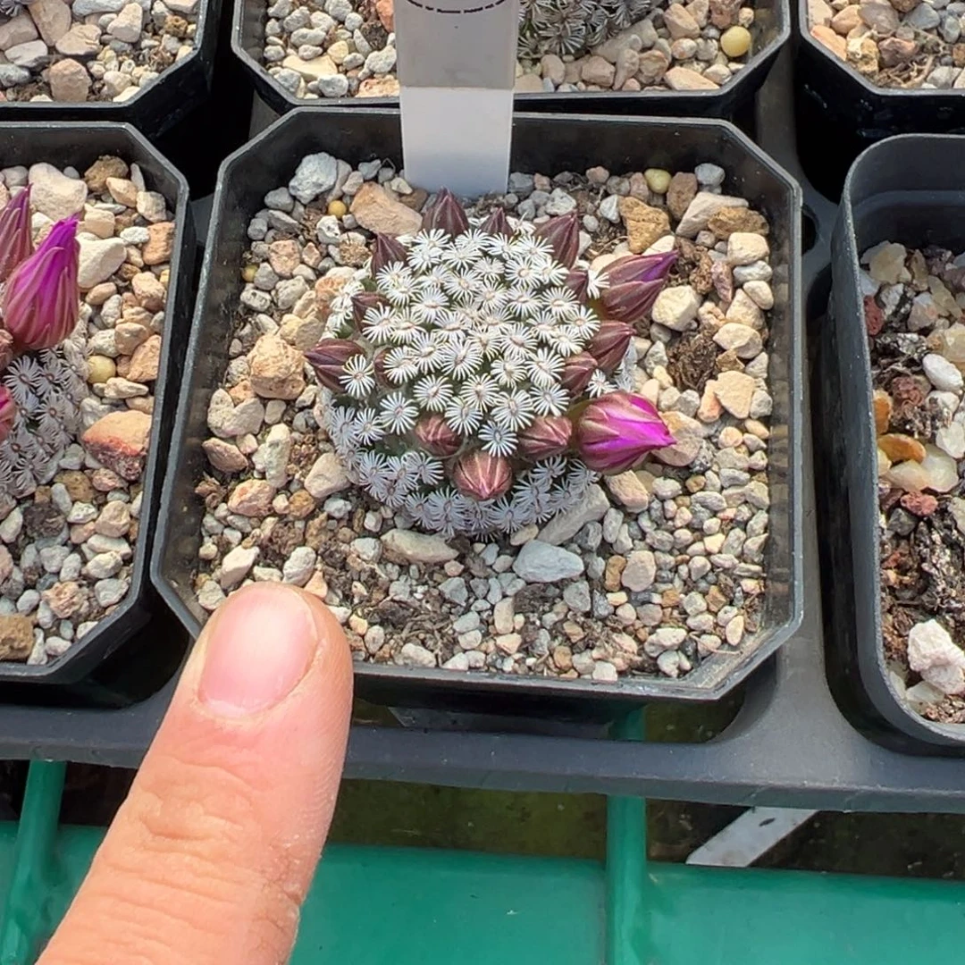 俞***洁克氏丸多肉植物带盆土 267