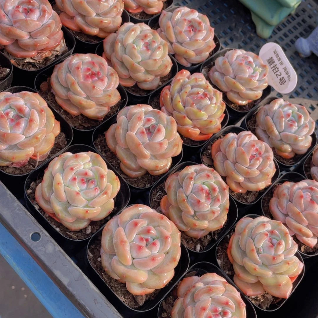 量拍2号紫皮石榴籽星影单头两个