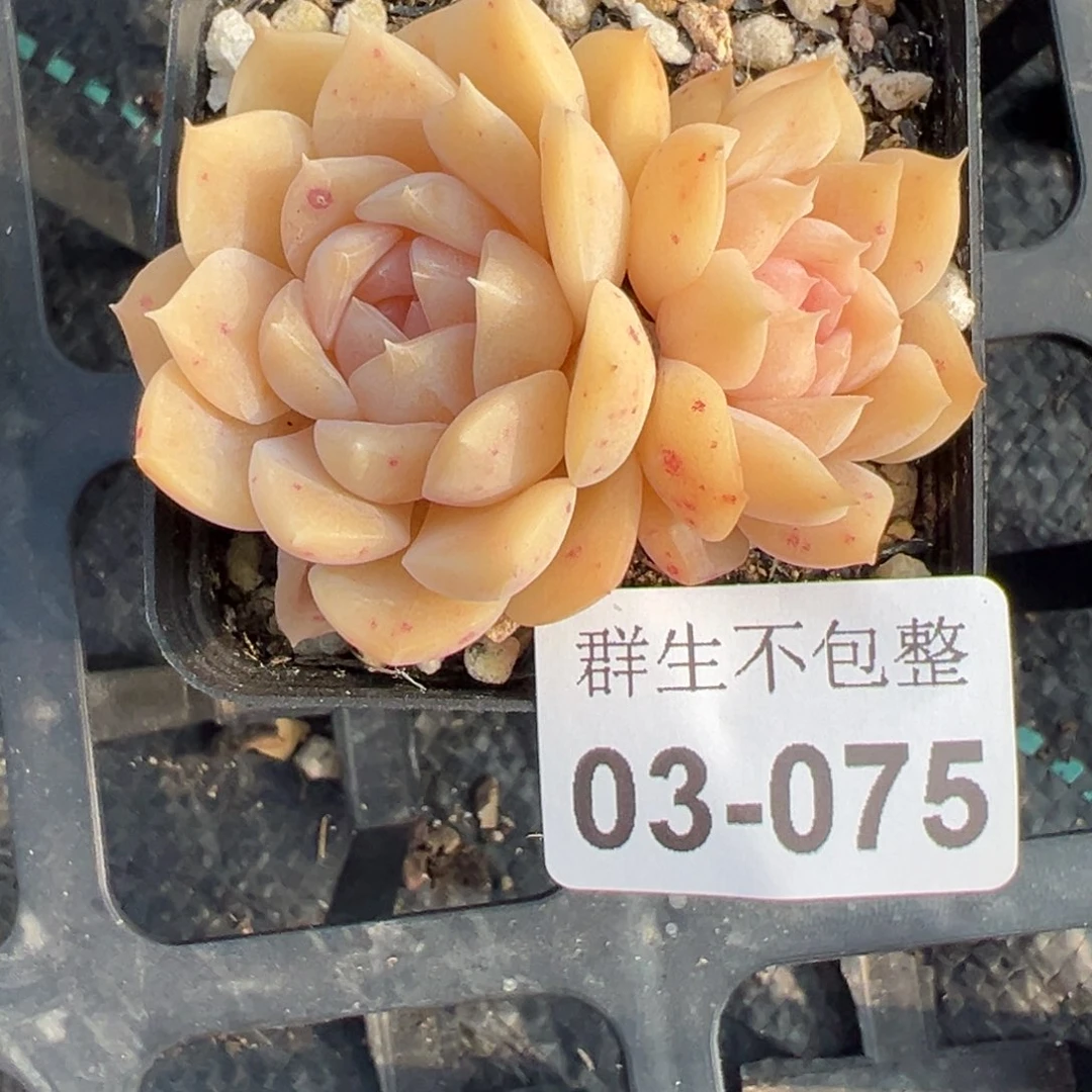 小卡拉米糖心一物一拍3-75