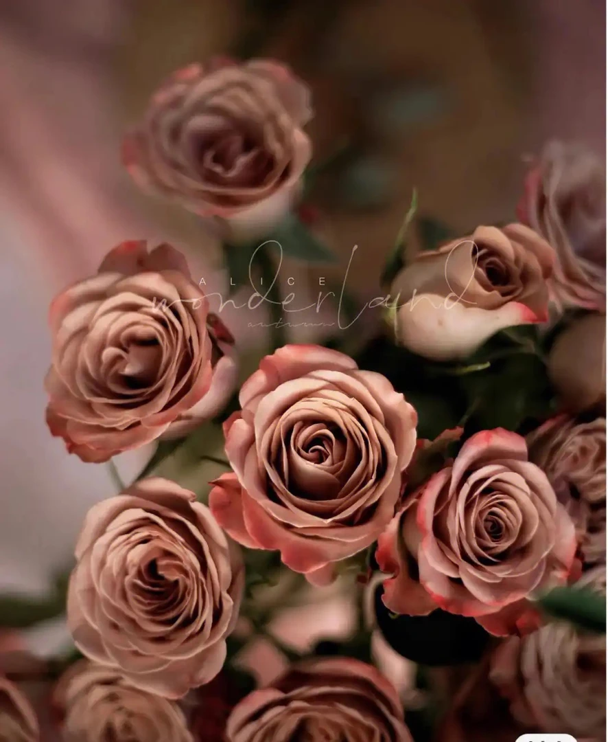 买3送1（莫泊）玫瑰花苗香水大花浓香型庭院阳台南北方种植四季开花