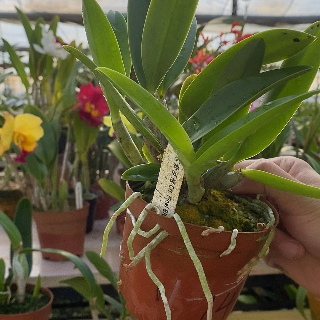 当前无花朵，栽培后可花朵小**探皇家紫蓝袍