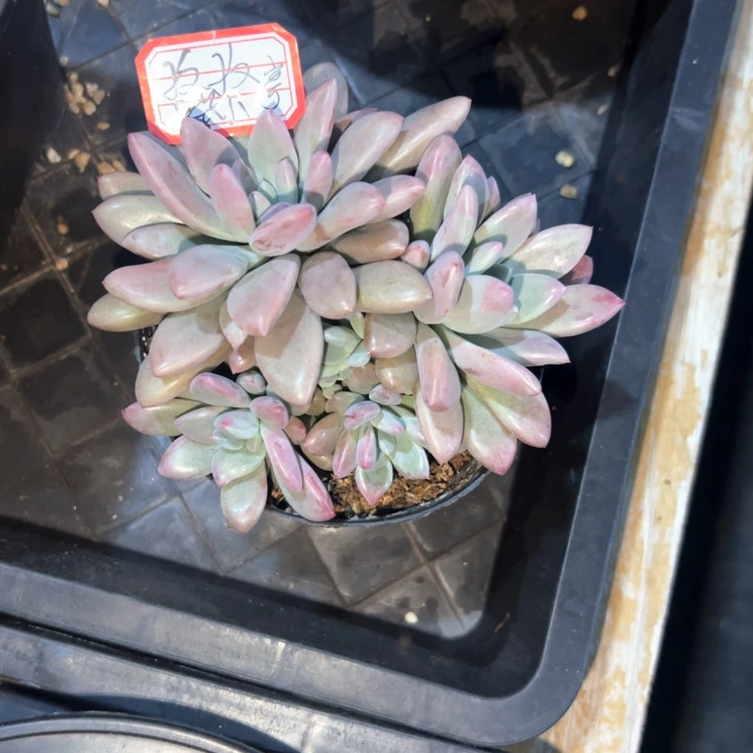 糖****子多肉植物多肉植物