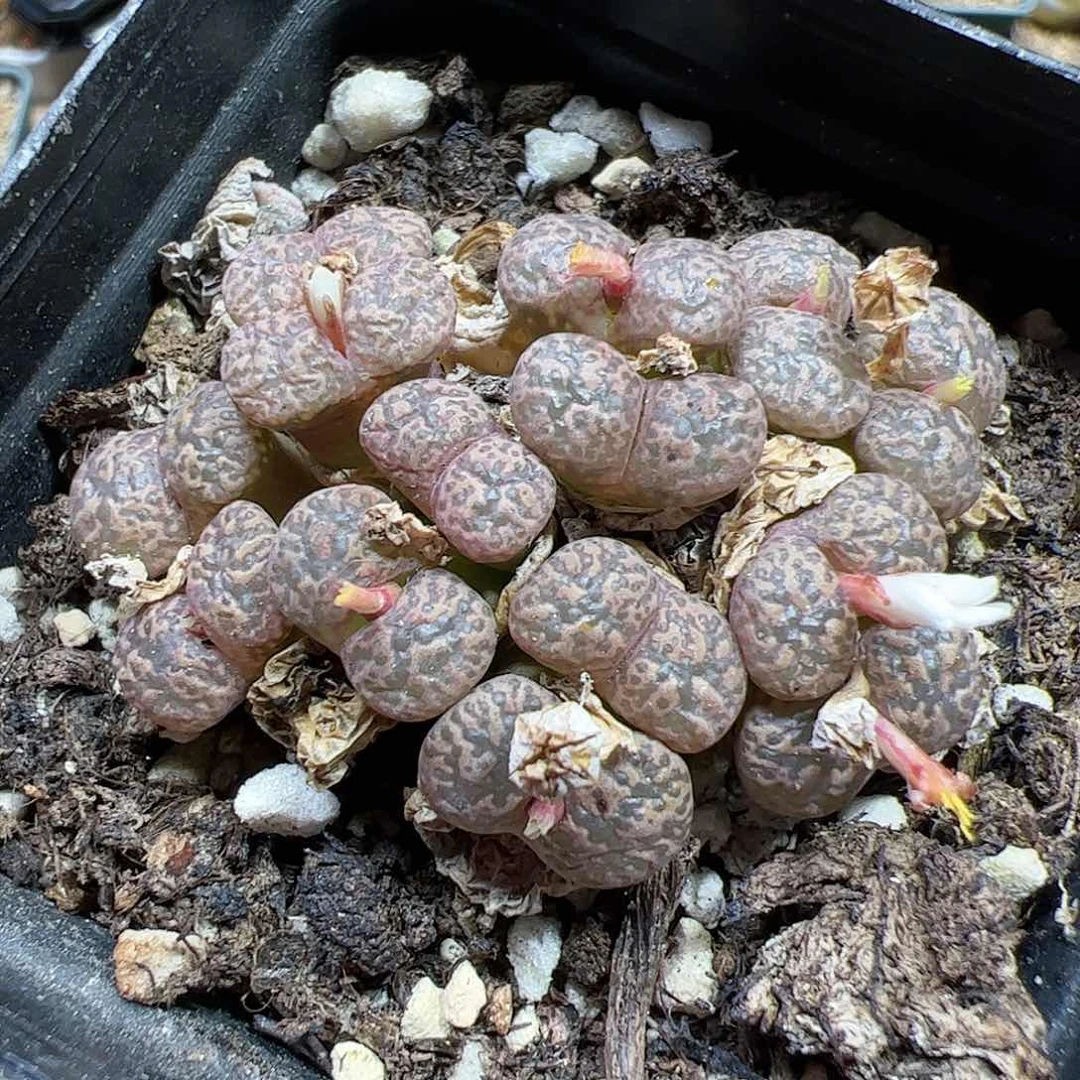 【闪购商品】279 勋章