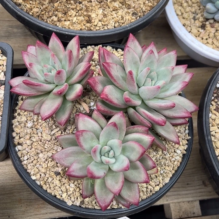 赫本露丝 夏鸣园艺