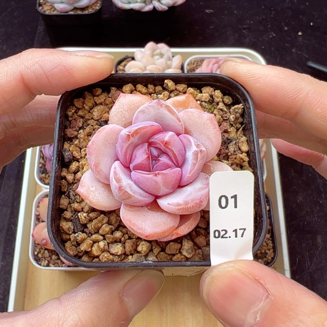 奶茶01、哈哈哈哈