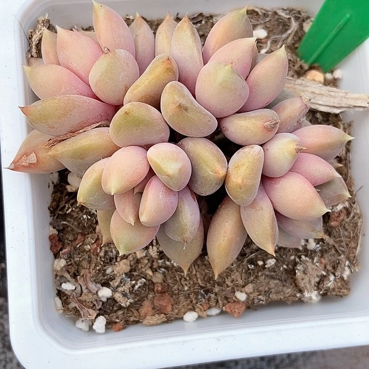 多肉植物红象牙884