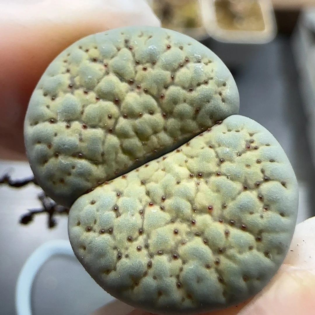11.20.  德州玫瑰。5033