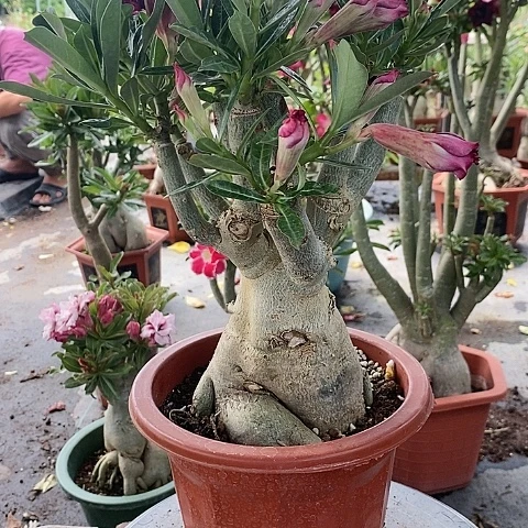 【闪购商品】无花朵遗*绿植